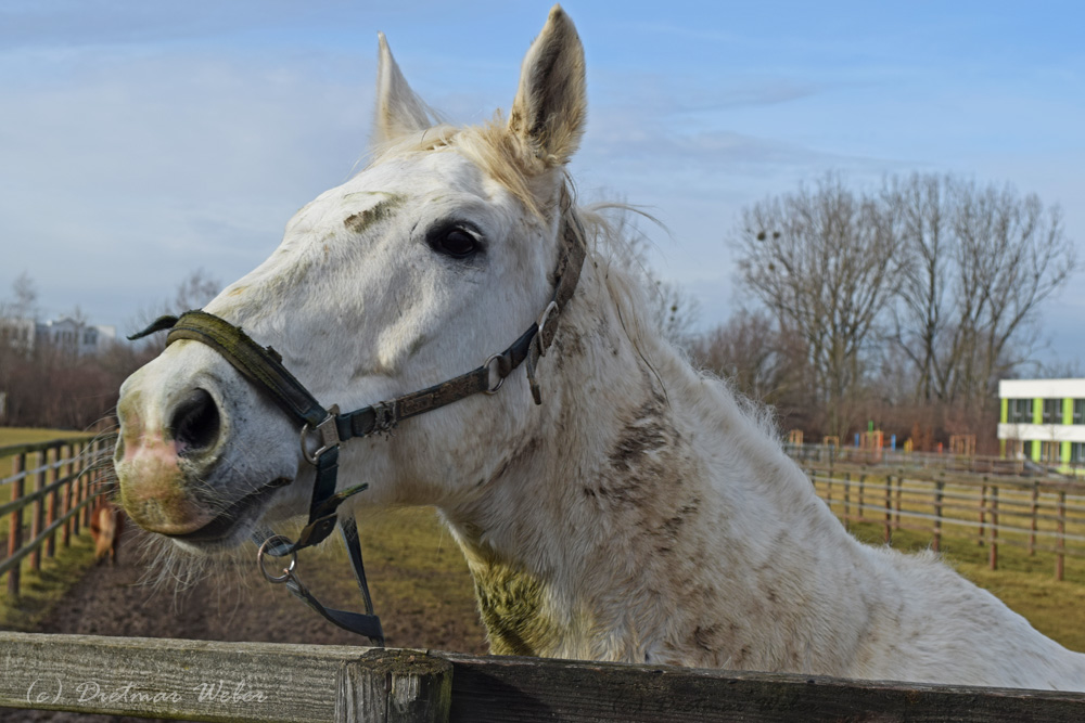 Pferde in der Koppel