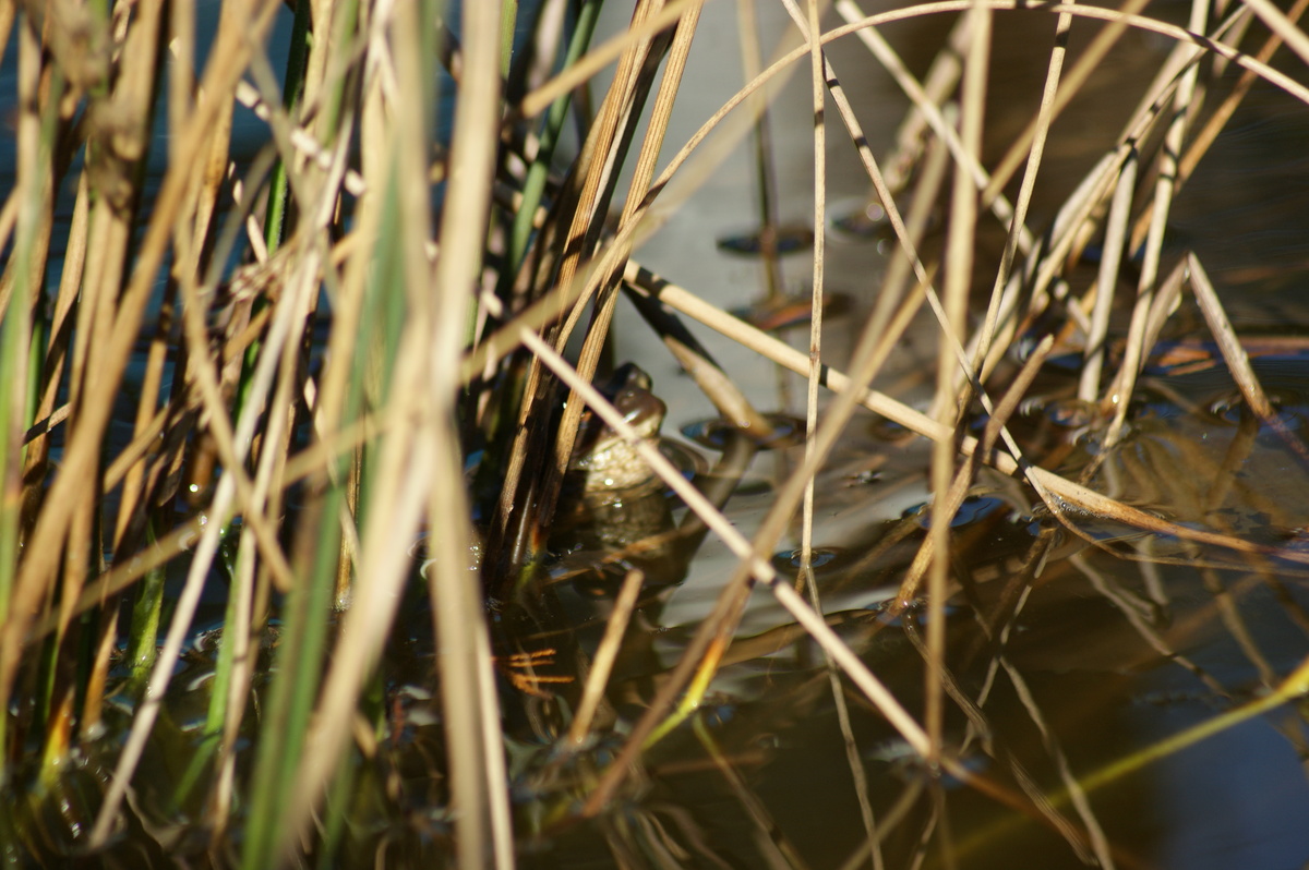 der Frosch im Teich 1