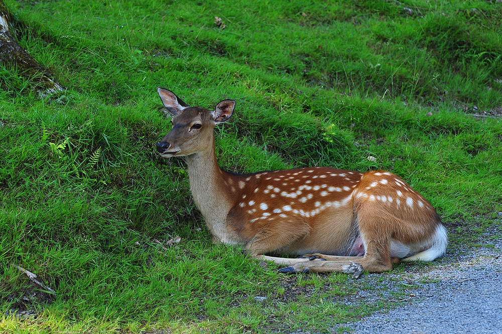 im Tierpark Tripstrill