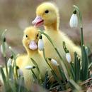 Fotos_Tierkinder