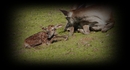 Fotos_Tierkinder