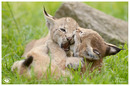 Fotos_Tierkinder