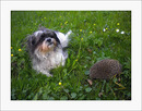Hund & Igel