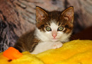 Kater Felix