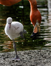 Fotos_Tierkinder