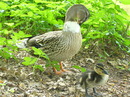 Ente gut . Alles gut.