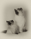 Fotos_Tierkinder
