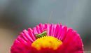 Small grasshopper sitting on a flower