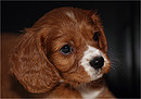 Fotos_Tierkinder