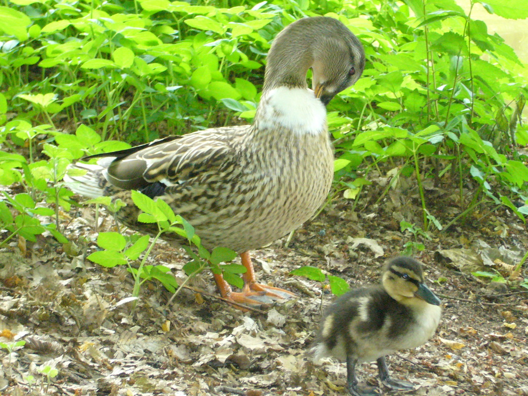 Ente gut . Alles gut.