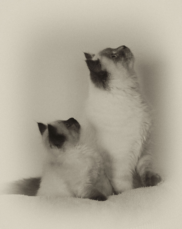 katzen 2