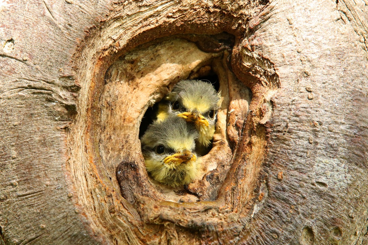 2 Blaumeisenküken im Baum