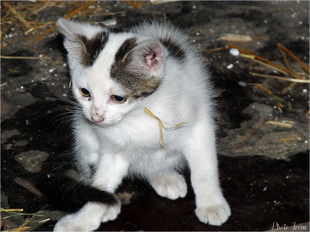 kleine Katze im Pferdestall