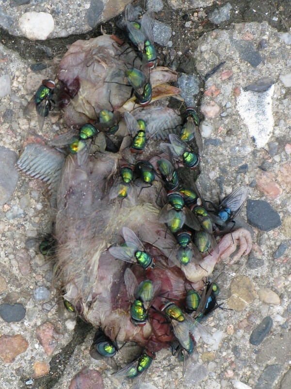 Das Fliegen blieb nur ein Traum.