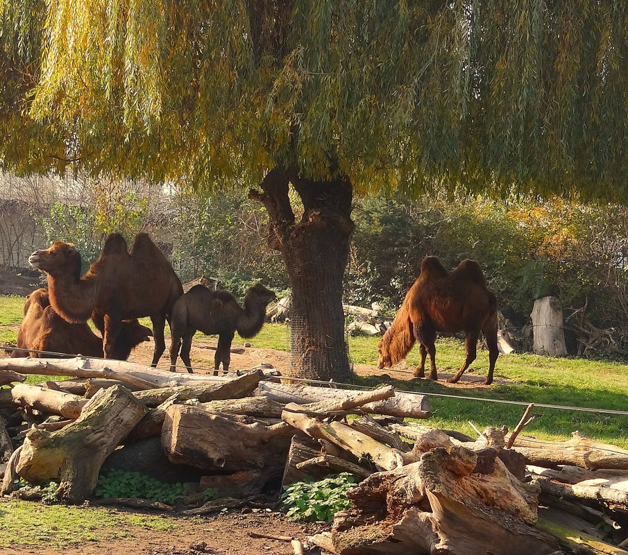 TdT:  Junge Kameldame im Delitzscher Tierpark  