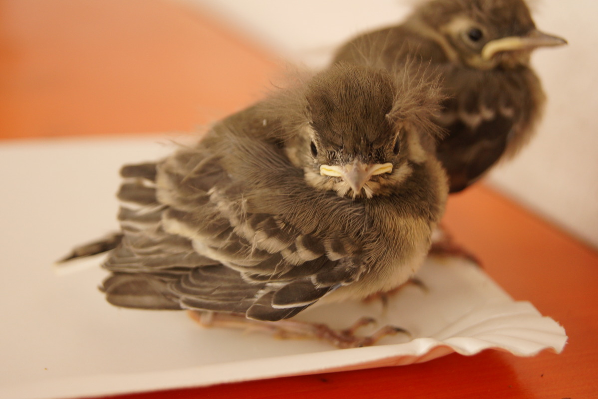 Aus dem Nest gefallen