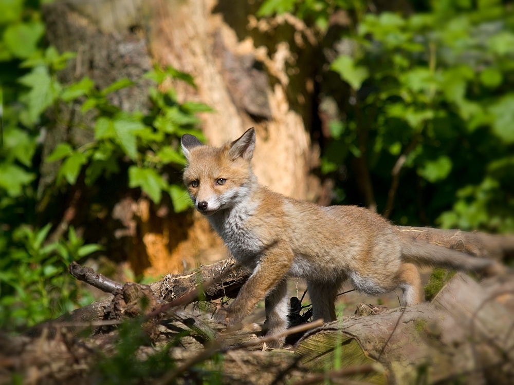 Neues aus Fuchshausen;-)