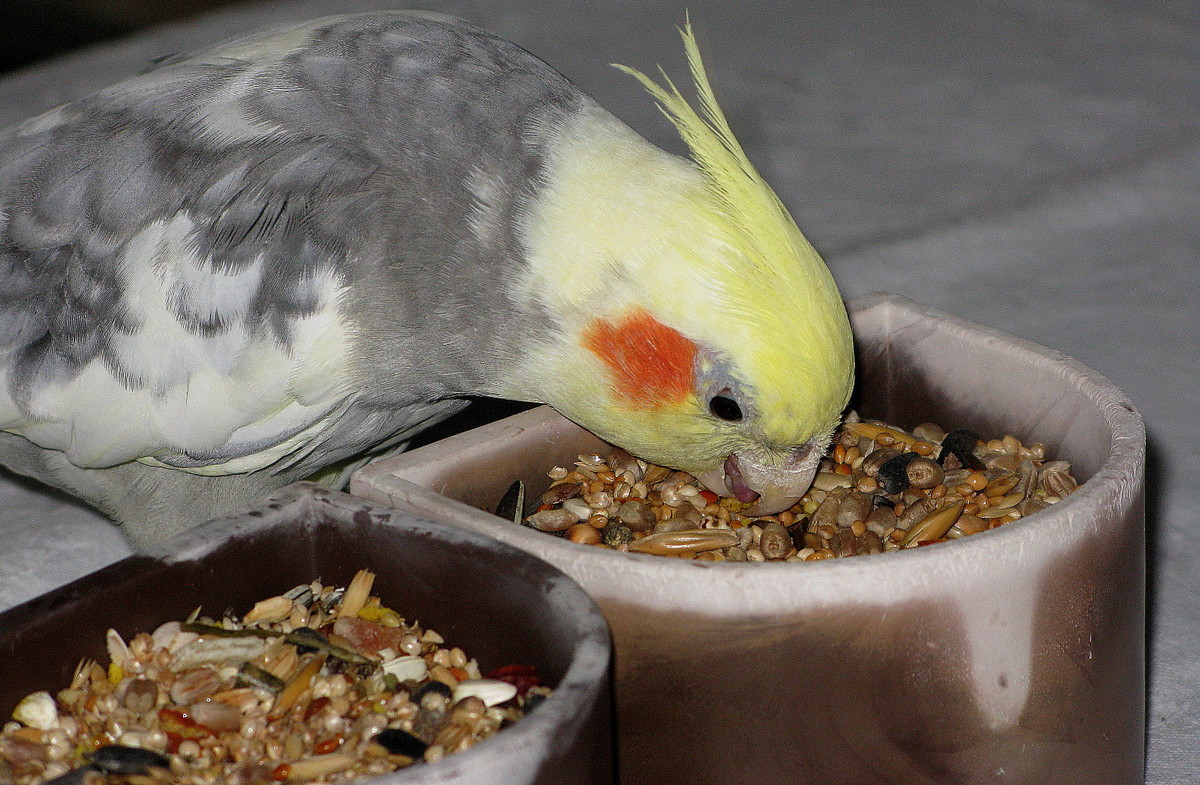 Nymphi Viktor lässt es sich schmecken! (30. August 2013)