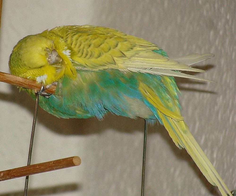 Unser Leeroy beim Mittagsschlaf