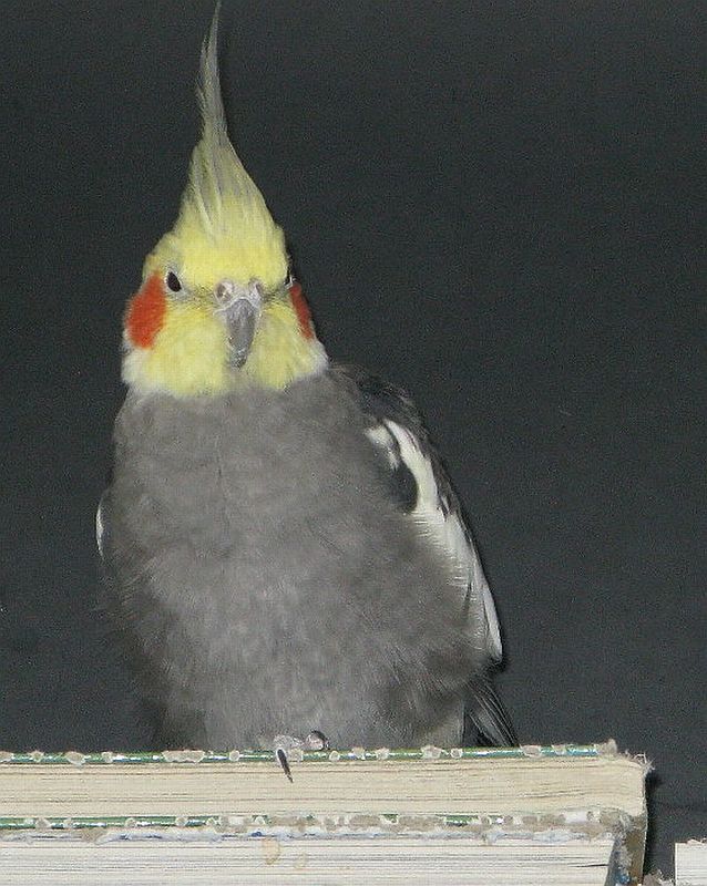 einer unserer sechs Nymphensittiche