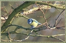 BLAUMEISE