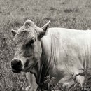 Fotos_Sonstige Haustiere