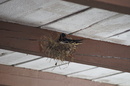 Fotos_Sonstige Haustiere