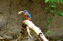 Fotos_Sonstige Haustiere