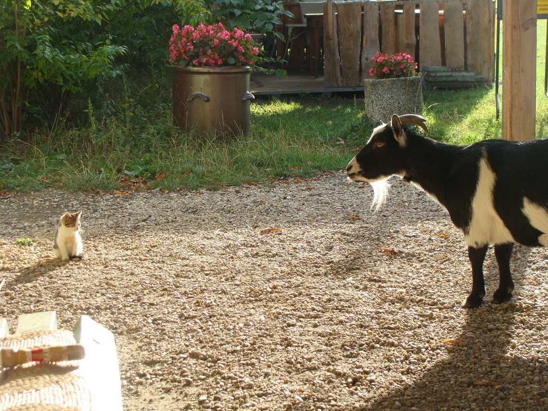 pauline fragt sich wer ist das denn