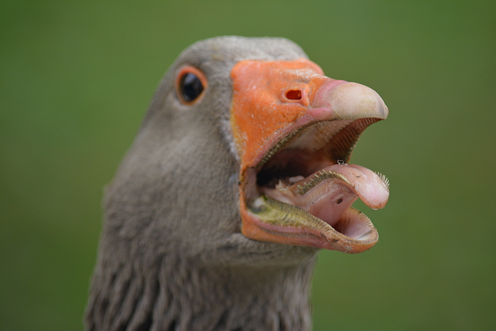 keinen Schritt weiter