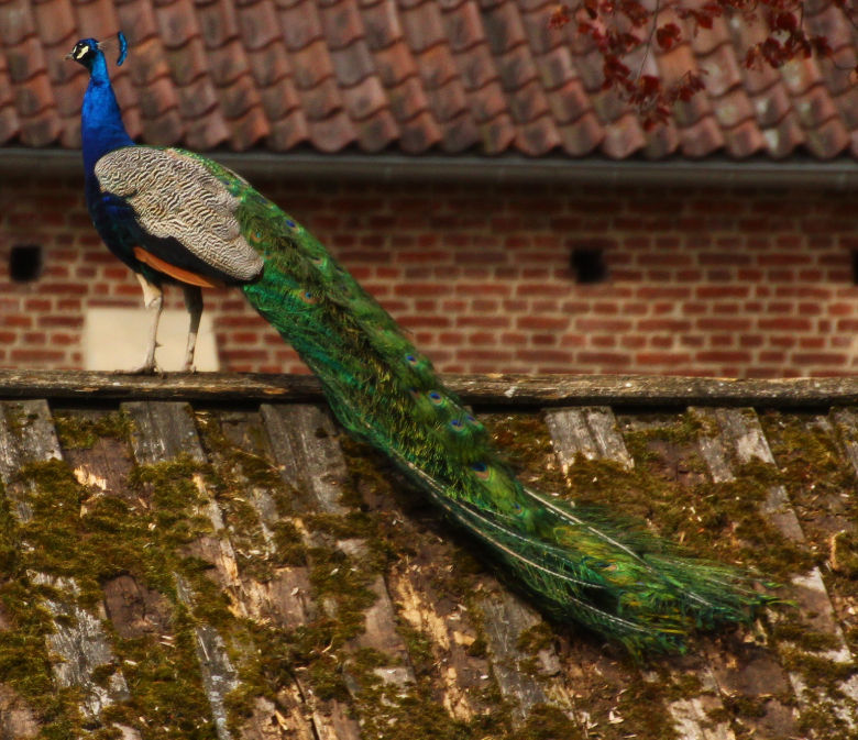 Mittelaltertreffen in Goch