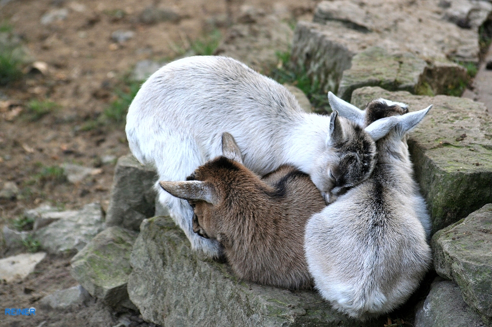 Kuscheln