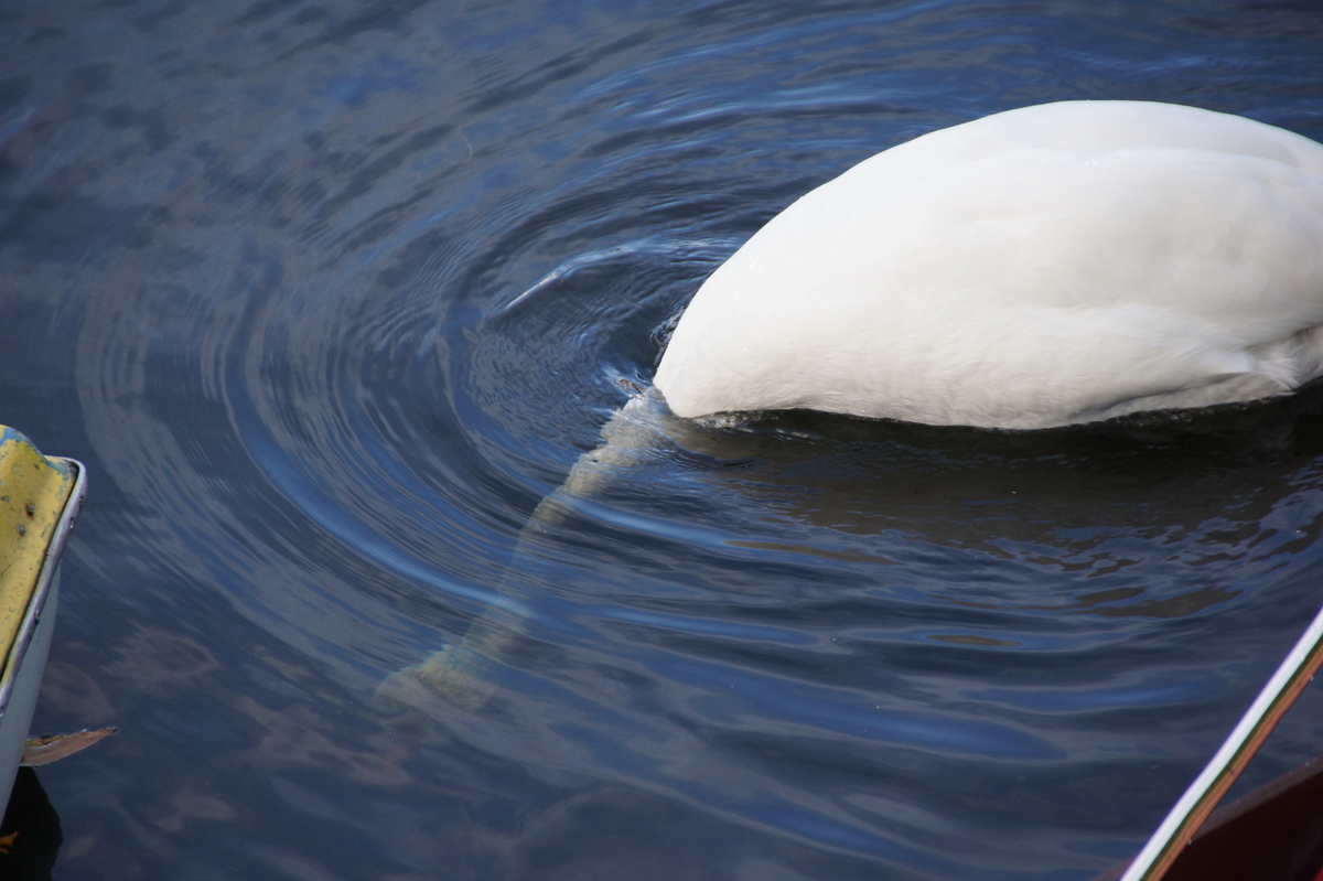 Kopf unter Wasser.......