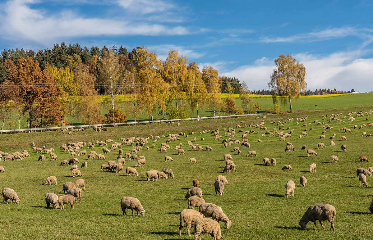Herbst-Schafe