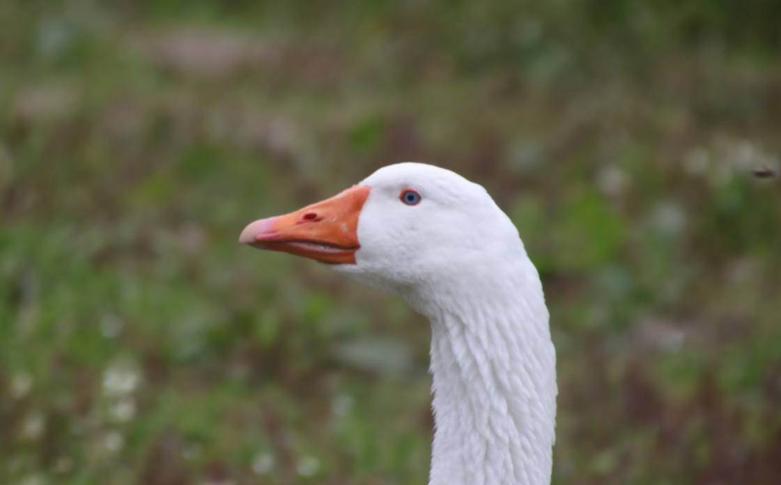 Gänsemutter