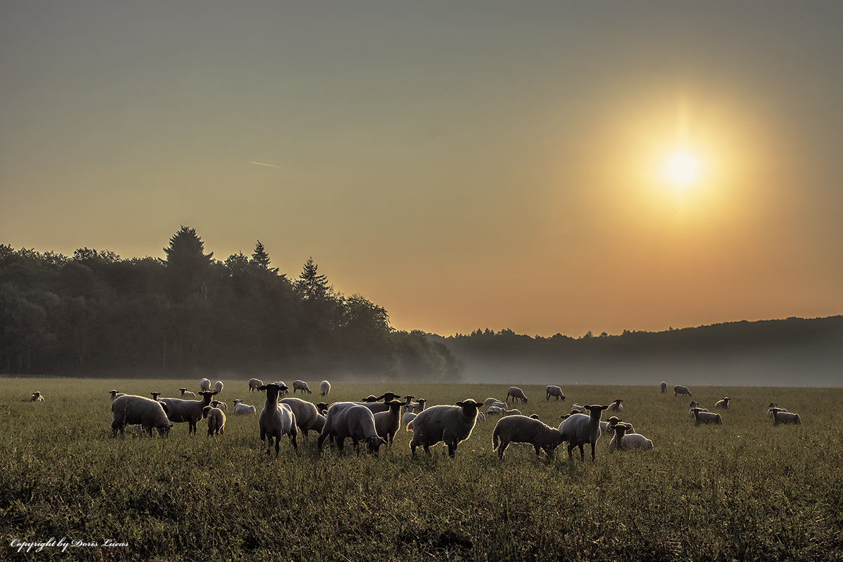 Schafherde im Gegenlicht