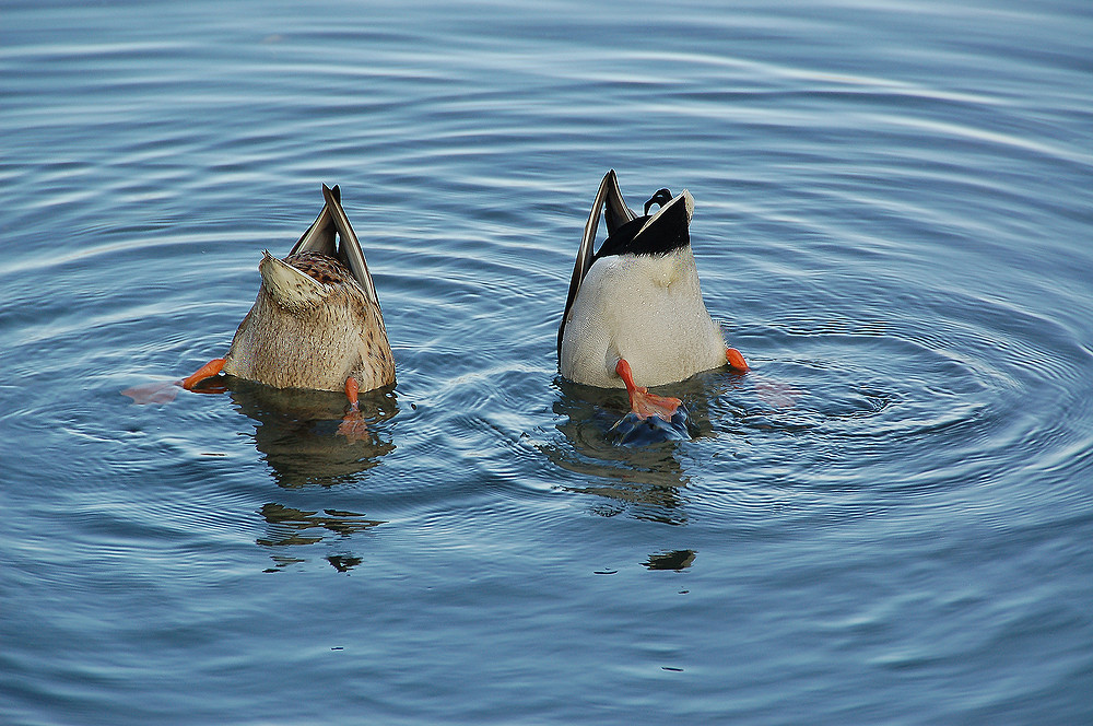 Köpfchen in das Wasser, Shwänzchen in die Höhe