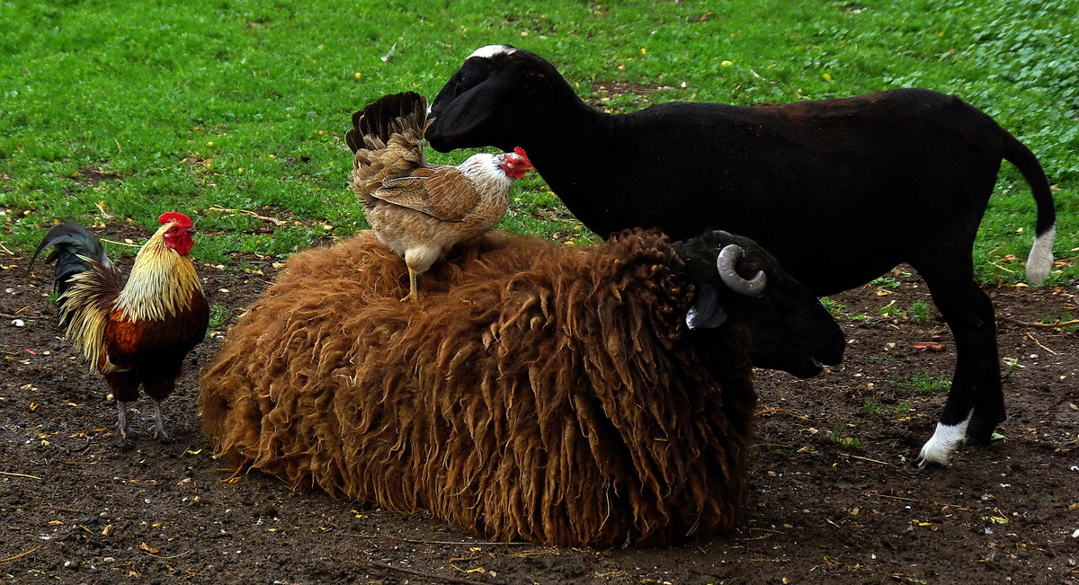 zwoa Schof und zwoa Hendl