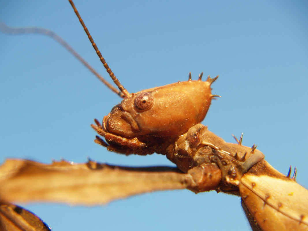 Riesen Gespensterheuschrecke