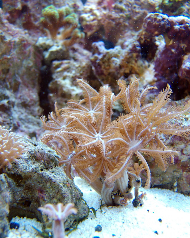 Xenia