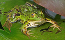 Fotos_Amphibien