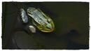 Fotos_Amphibien