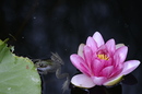 Fotos_Amphibien