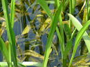 Fotos_Amphibien