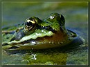 Fotos_Amphibien