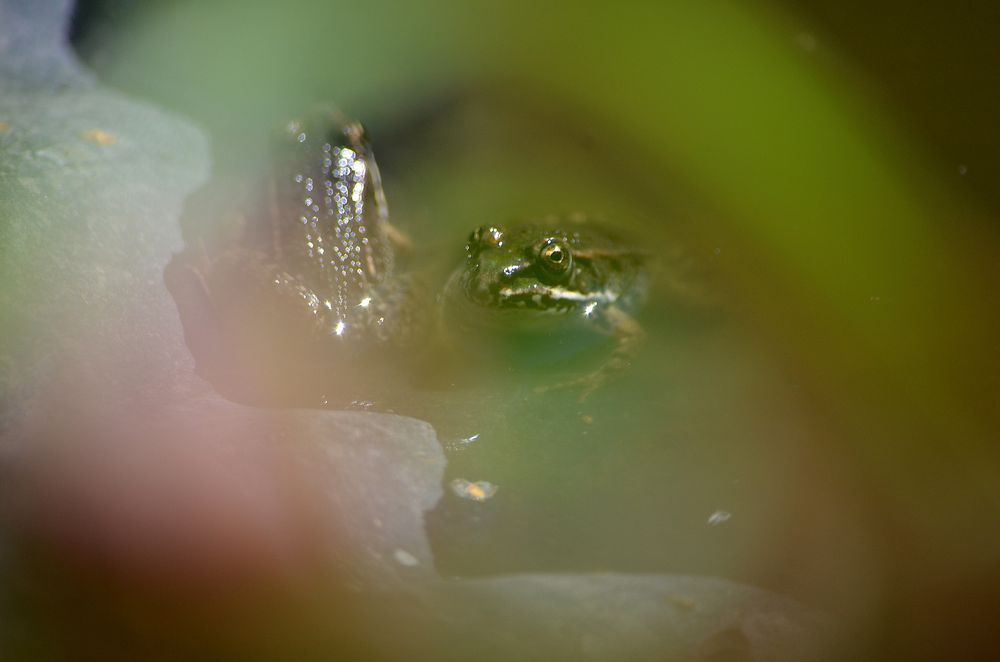 Fotos