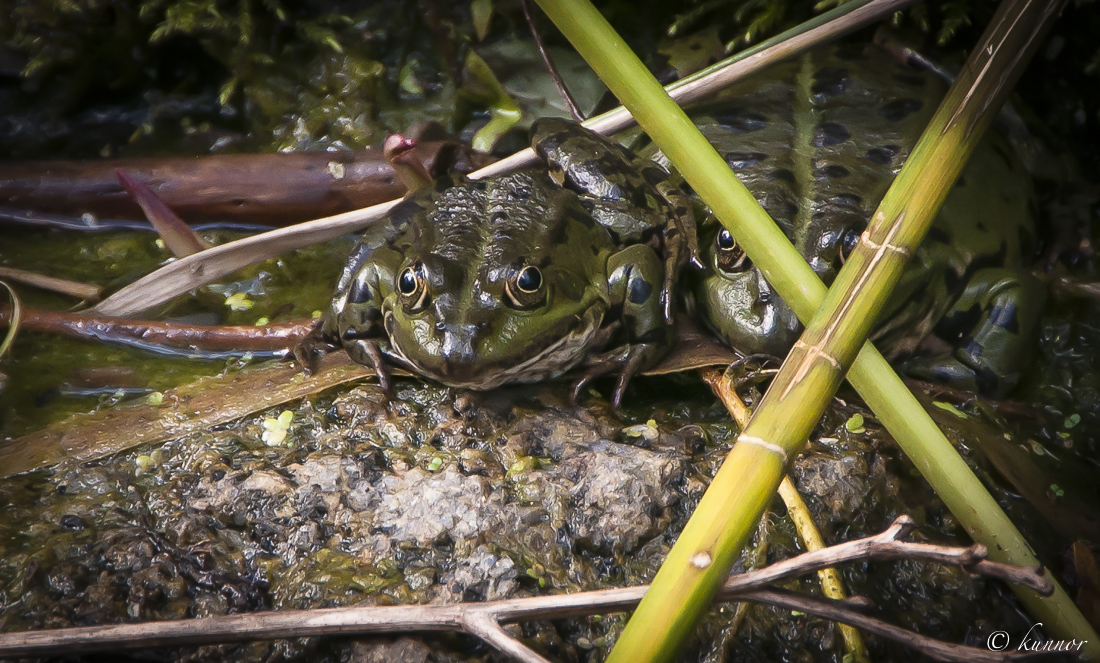 Cheffrage geklärt !!!