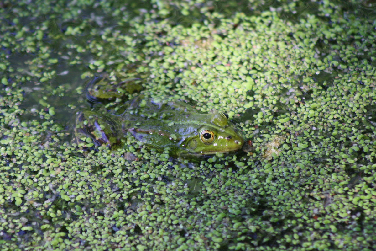 Der Frosch