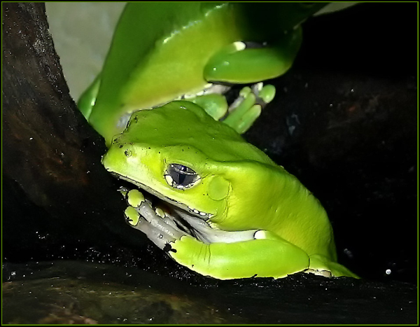 grün ist der Frosch 