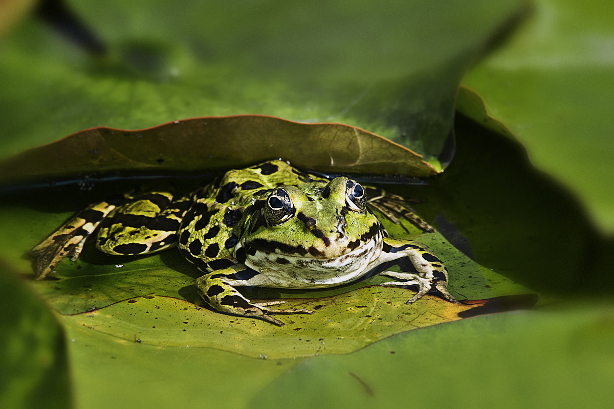 Wetterfrosch,,